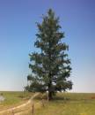 Fir Profiline